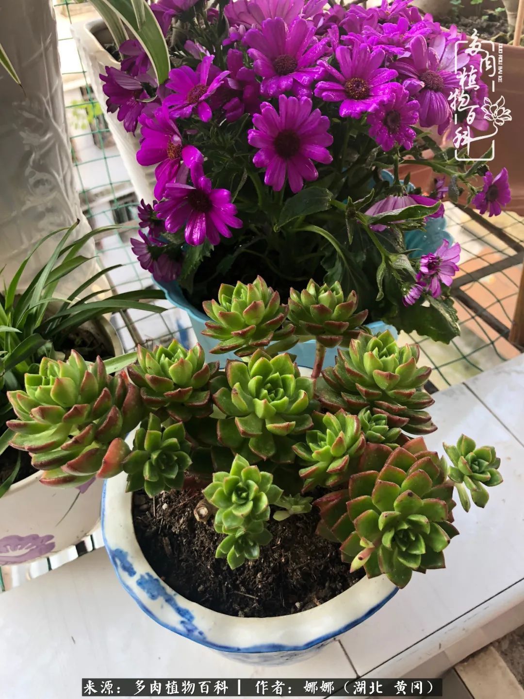 遇上多肉，遇上美好，情不知所起，一往而深！