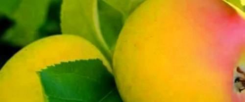 黄苹果|想长寿要先会吃，3种食物不可少，排毒养颜，有益健康！