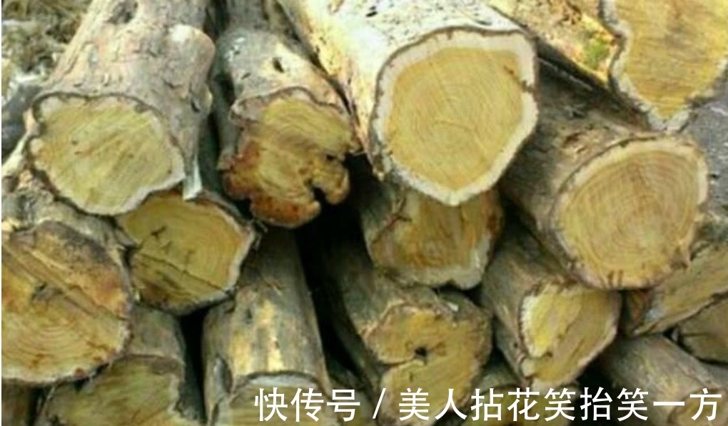 农村|农村这罕见的树木,它曾是皇帝的御用树,现如今想找到都困难!