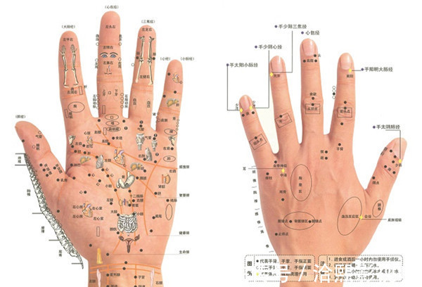 养肝护肝|长寿密码就在手上！五脏六腑历历在“手”，男左女右，秘密都在这