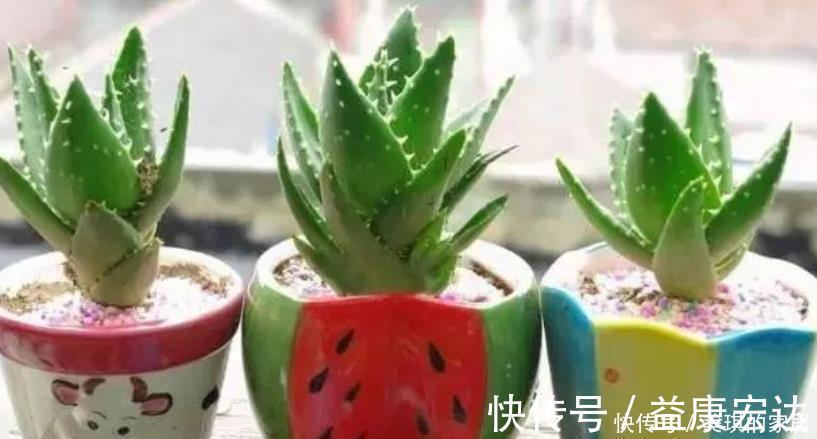 君子兰|4种花适合养在卧室，夜晚释放氧气，助睡眠、睡得香