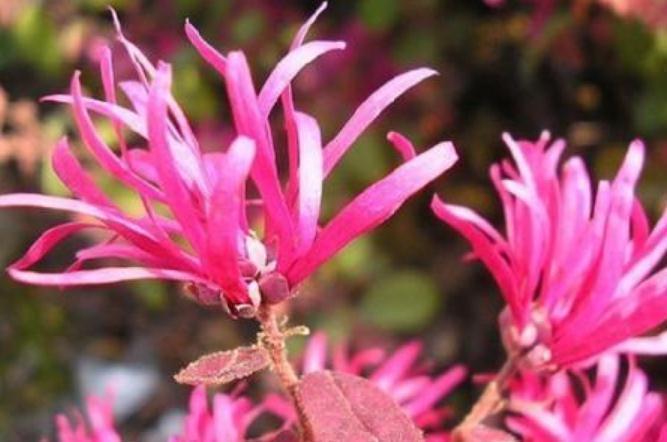 红花海|养花就养“4月红”，一盆赛10盆，花多、颜色亮，一开就是红花