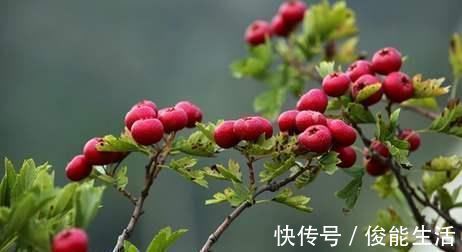 消化不良|山楂泡水喝的功效与作用及禁忌,千万要注意了,现在知道还不晚