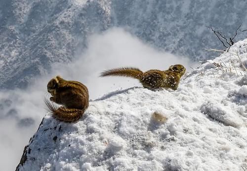 【新闻纪实】津门网李豫龙:峨眉“冬韵”