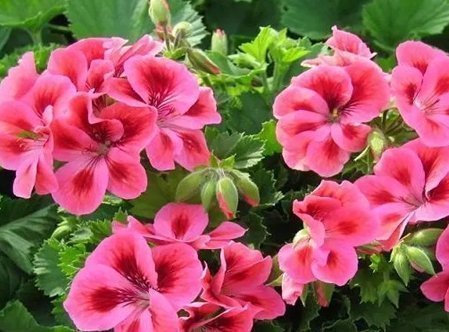 宛如|此花像是红色的小绣球,宛如羞涩的少女,象征着幸福就在身边