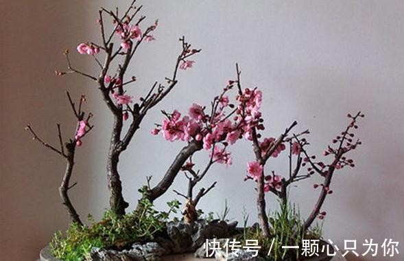 闹了这么多年的笑话,现在才知道不叫腊梅,盆栽原来也很简单