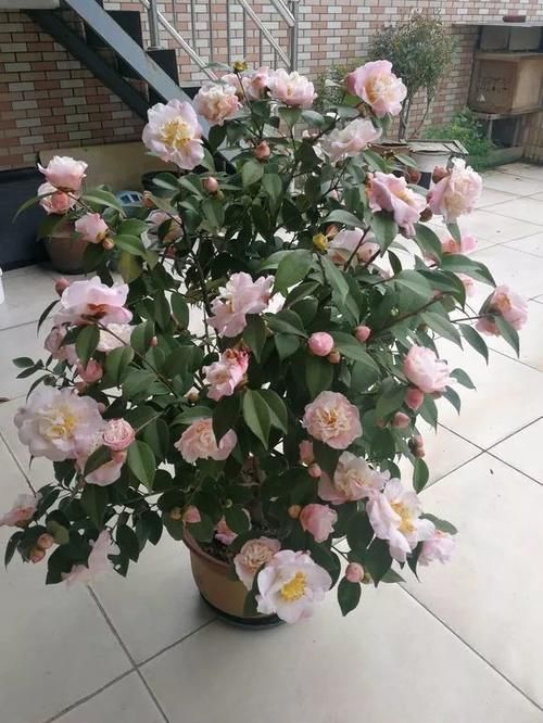 能养100年的花,养一盆成传家宝,越老越值钱!