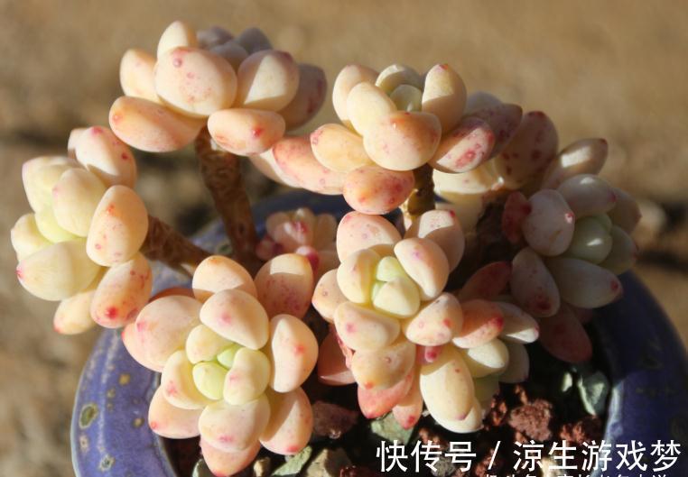 多肉鹿角海棠和劳尔,一个可以打造盆景和赏花,一个出状态后超美