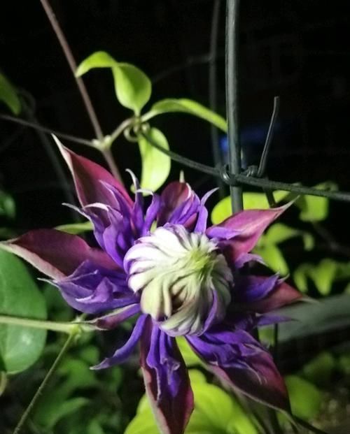 代表它|超美艳的3种花,四季都开花,花量超级多,适合做花墙