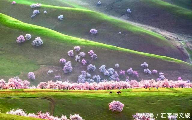 老年|在新疆伊犁杏花香雪里,等待杏花微雨中遇见你,从此一眼千年
