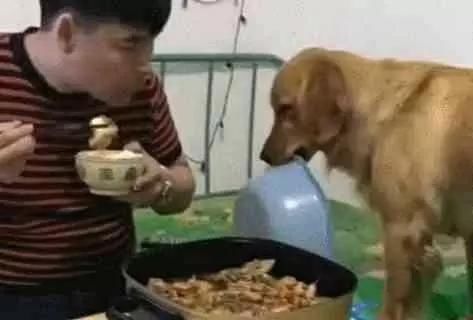 金毛直勾勾看主人吃火锅,随后一声不响