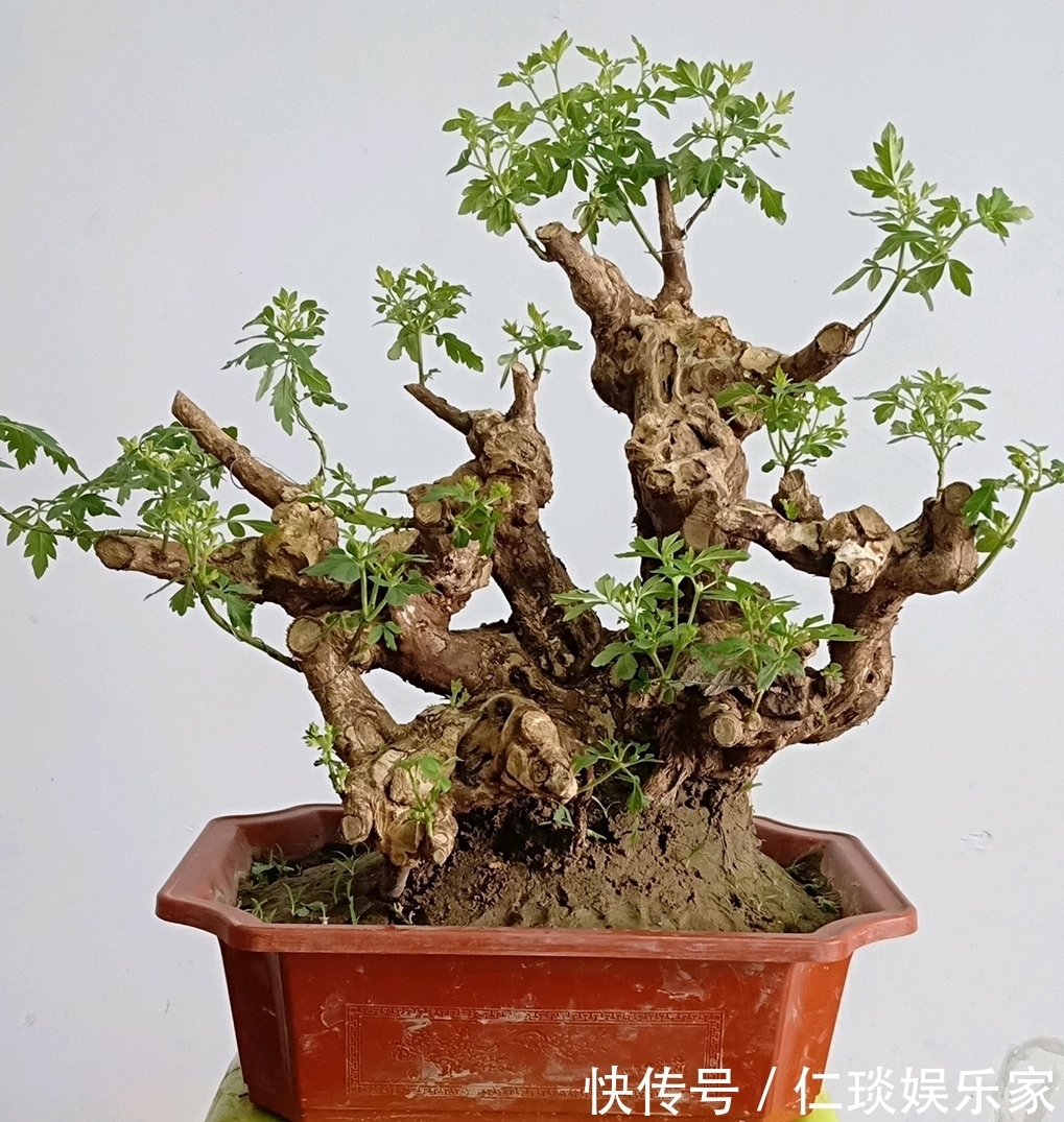 修剪黄荆老桩头你还在用草木灰涂抹剪口吗伤口愈合剂了解一下