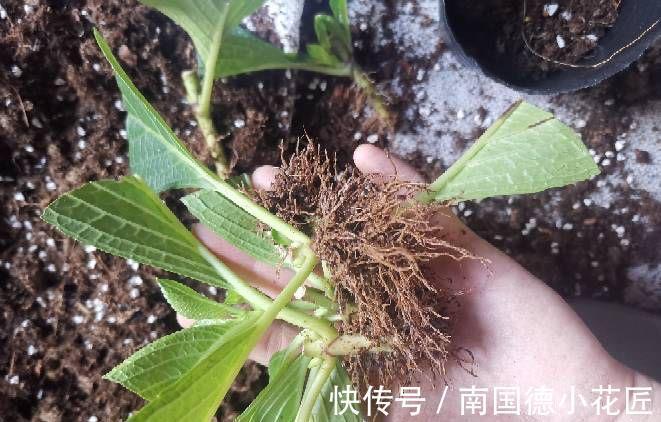 秋天|5种漂亮花，立秋之后快扦插，天凉快，生根快，成活多