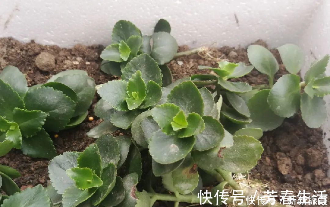 枝条|茉莉花扦插有机关,砍这一段枝条,插土里3天就活