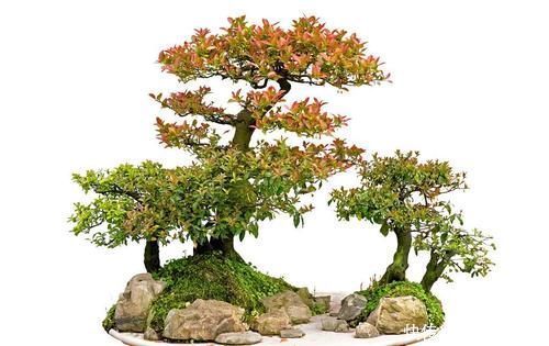 整体造型|盆景树木叶片太大,3个控叶技巧,让叶片变小,尽显古朴苍老,不学可惜了