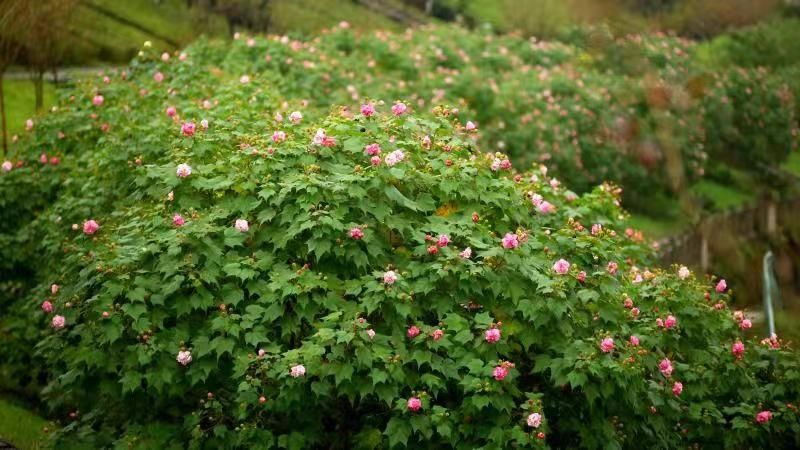 荣昌|荣昌：芙蓉花开醉深秋