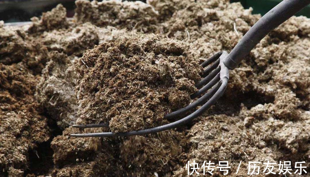 漫山飘散的松树花粉,原来是种花神器,赶紧上山弄点!