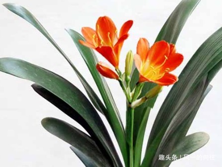 家养君子兰总是难开花做好这三个细节,轻松花开爆满盆