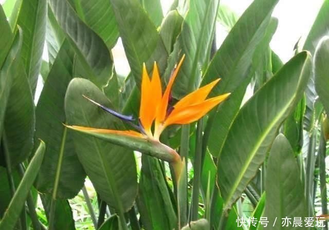 白花天堂鸟|最美不过天堂鸟,这4种极美的品种,不养实在可惜了