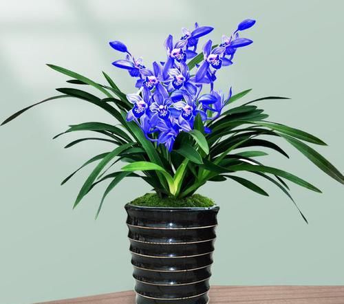  打理|名贵兰花“蓝宝石”，又美又仙，花色新颖，香味扑鼻，好养易打理