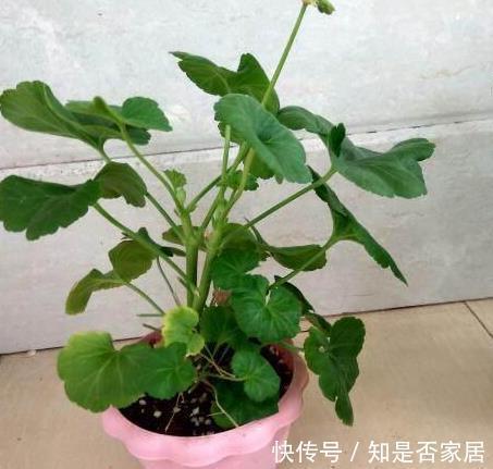 天竺葵|这花花期长又漂亮,一个扦插小窍门,十天生根,轻松爆盆开成花球