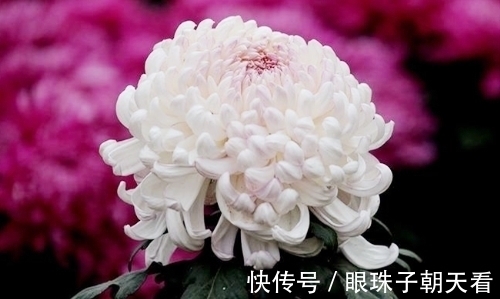 七律#吟菊七律九首:红尘何寄相思语,一缕幽香几度情