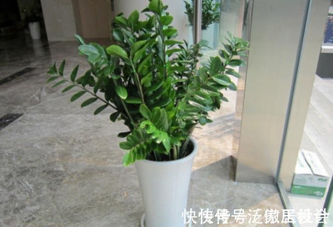 5种花卉自“带钱”，寓意美好招财进宝，有钱人家都会养几盆