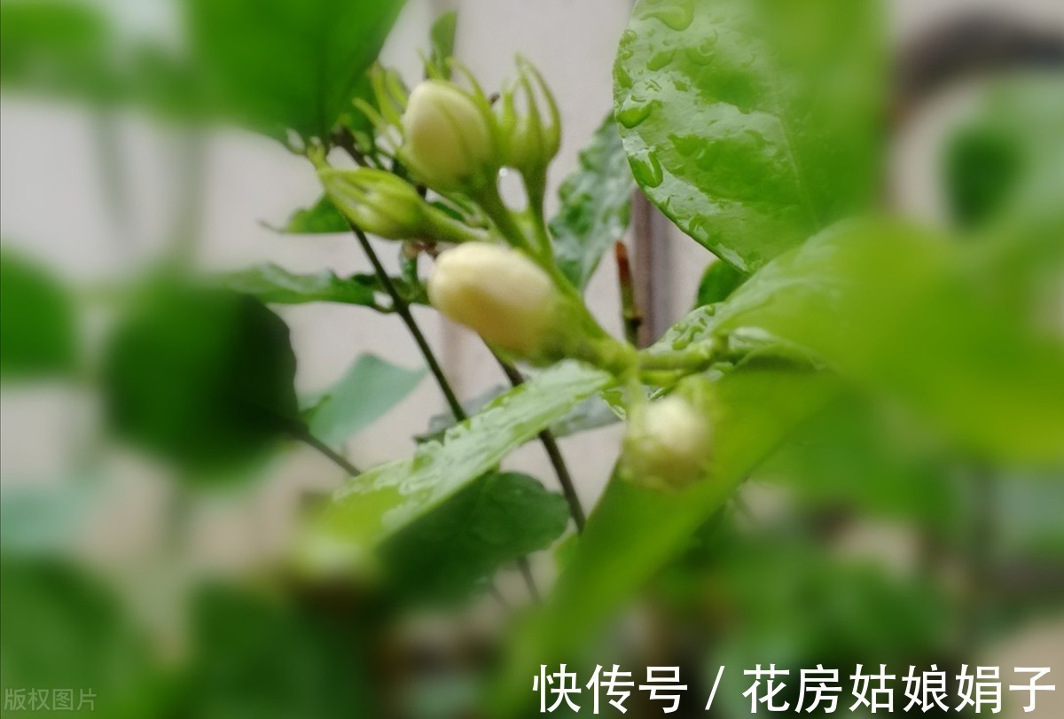 娟子|喜欢下雨天的 8种花,下雨扔外面,越淋雨生长越旺盛,开花越多