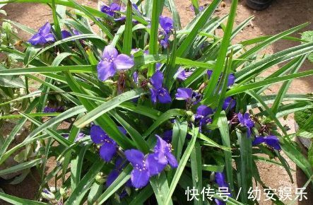 鸭跖草科|路边开蓝花的野草,是猪的保健品,更是人们退烧治腮腺炎的高手