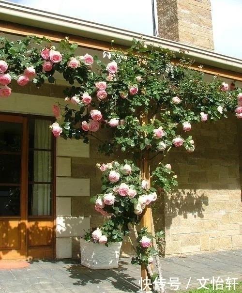 品种|100个月季品种，千姿百态，每个都很漂亮，图名并茂，值得收藏