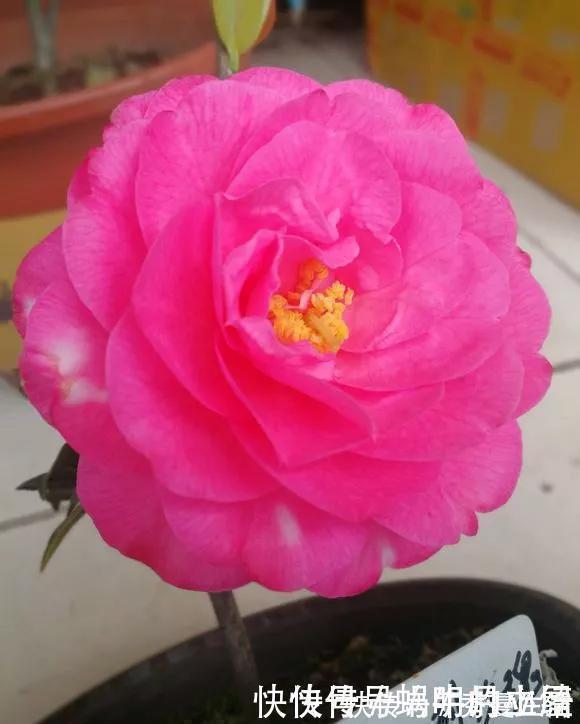 花中娇客|中国传统名花“花中娇客”,30种茶花一开,美了十里八乡