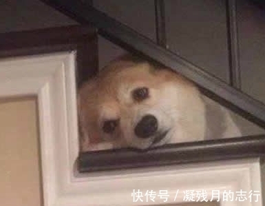 |笑话段子，老婆开着车撞了栏，车前脸都烂了，一身淤泥坐在池塘边