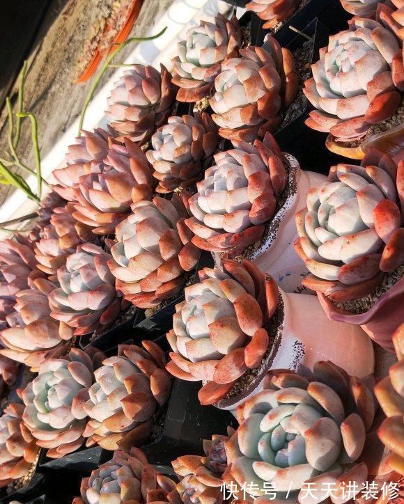 品种|做梦都想拥有的,桃林,橙林,独爱1种多肉,也是值得学习