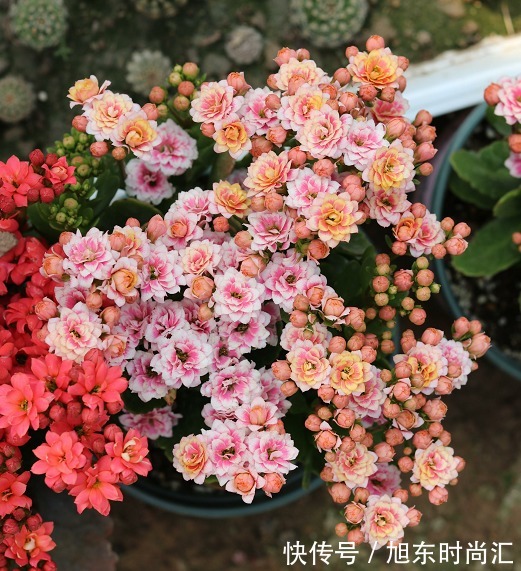 十月长寿花正开花,教你几个小技巧,花开一茬接一茬,开花小半年