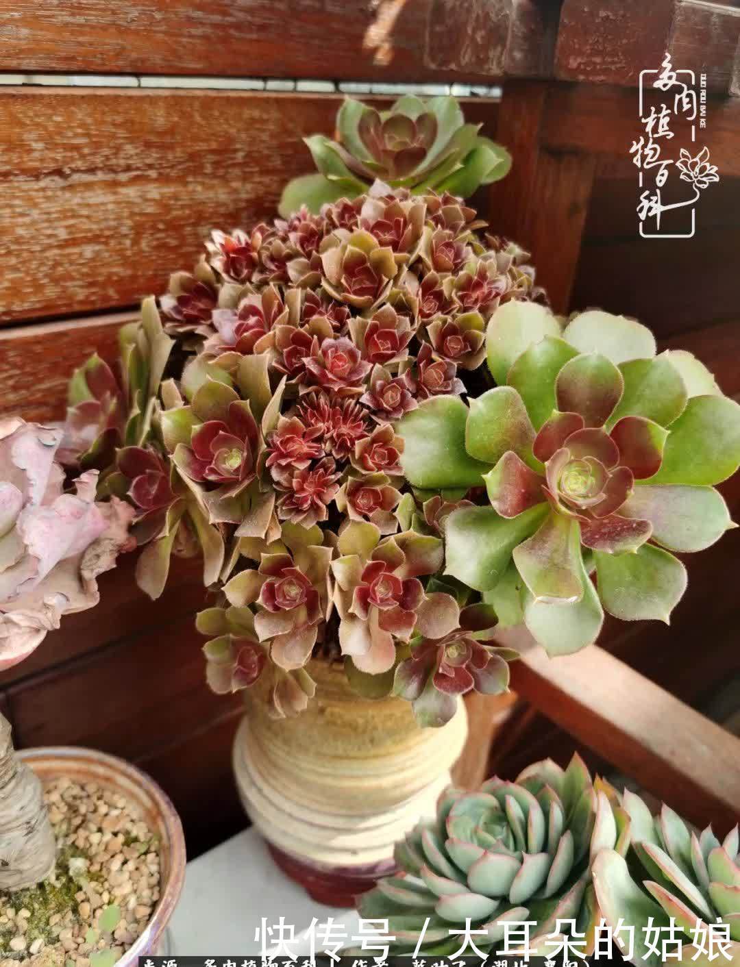 春暖花开,万物复苏,多肉迎来最美时光!