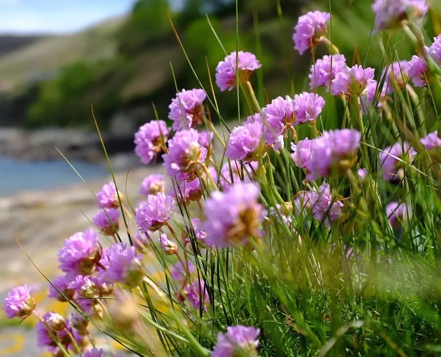 海 石 竹 花