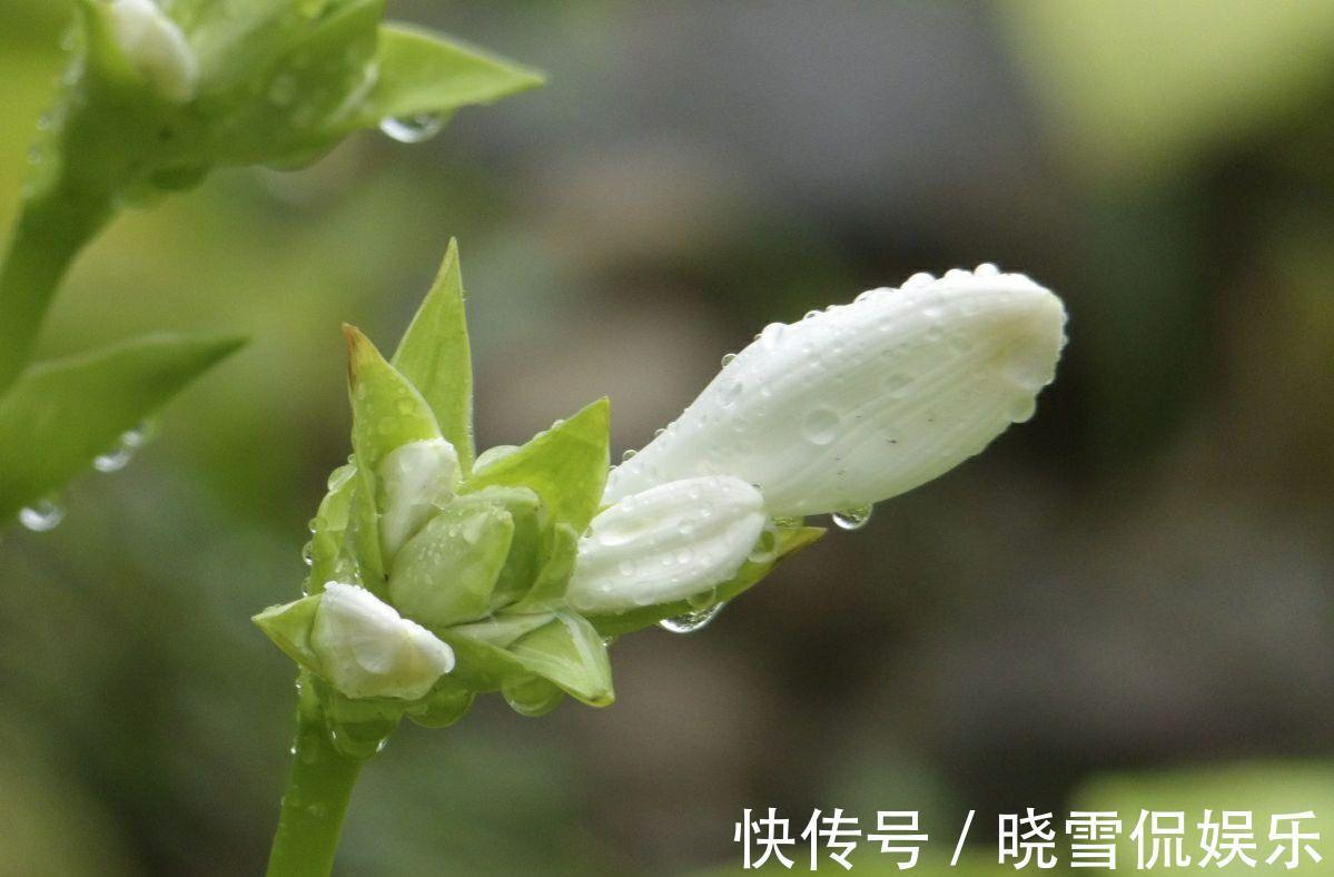 长期|4种适合室内长期养的花卉,个个都是颜值担当,而且还容易养