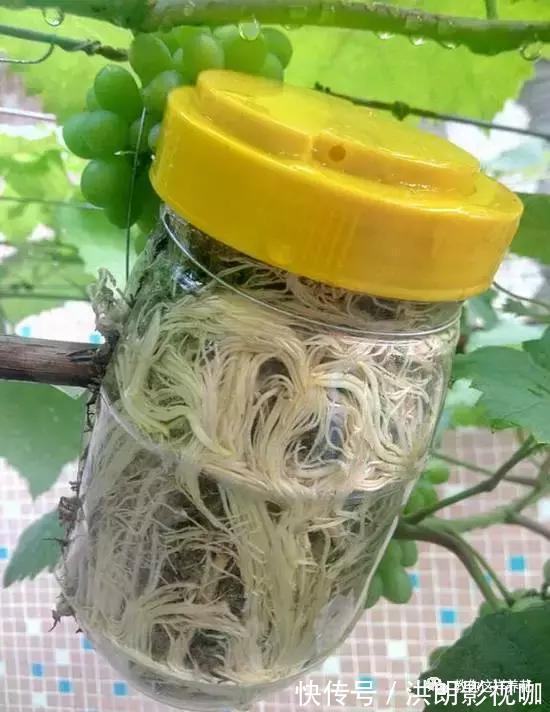 成活率|1个塑料袋1条绳,盆栽1盆变2盆,成活率百分百!