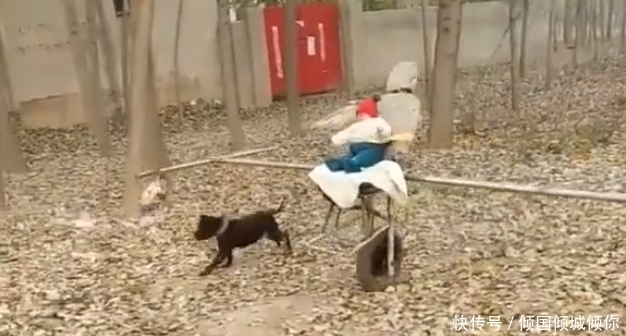 村民|奇闻:村民自制遛娃神器,不费力不费电,全靠一只狗