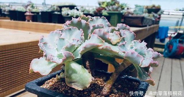 意境|10款意境深远的蓝色系多肉！养成老桩美呆了！越养越爱！