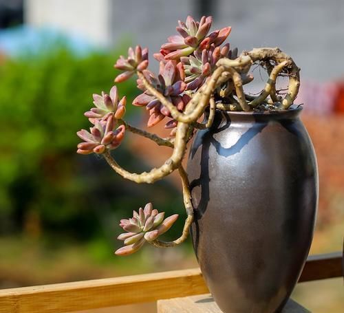 10年多肉大师的经验分享,做好一件事,多肉长成高价老桩