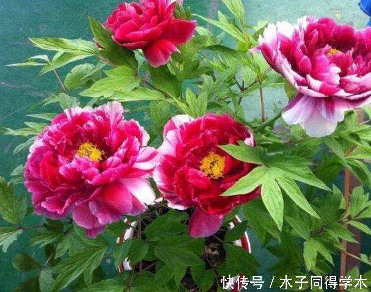 4种花好养易活，旺财又养人，开花喜庆又好养，满屋飘香！