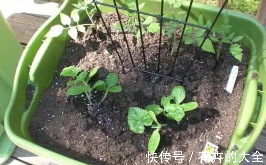 养花|花卉养不活？5个坏习惯在作祟，不戒掉啥花都养不好，你中了几条