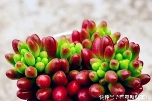 烂根|多肉半死不活,浇水也不行教你3招,吹气般的胖起来!