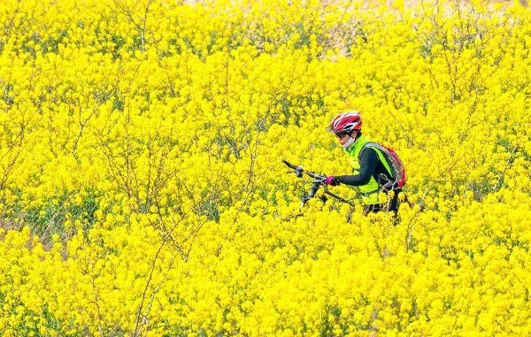 山西春日花季主题打卡地等你来赏春！