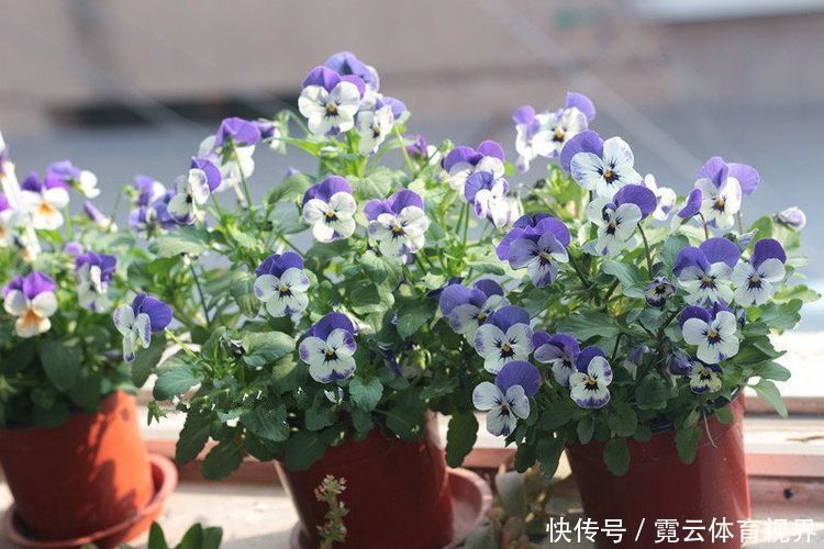 花海|这几款植物养在家里,一年四季开花不断,阳台开成花海!