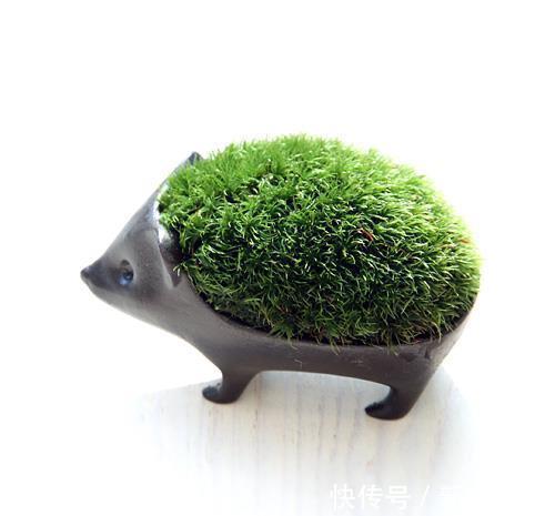 漂亮|石缝墙角都有的这玩意,带回家种花盆里,养成漂亮盆景!