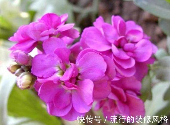 占地|大暑过后种此款小花,养在阳台特合适,娇小不占地,耐热耐晒