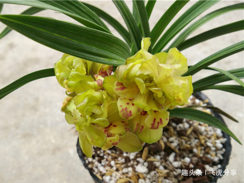 珍品|八种兰花中的奇花珍品,独特的株型,精巧的花朵,让人百看不厌