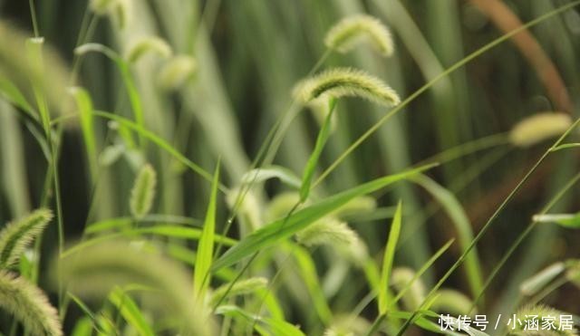 雪地|这5种花,居然在冬天的雪地里都能开花!